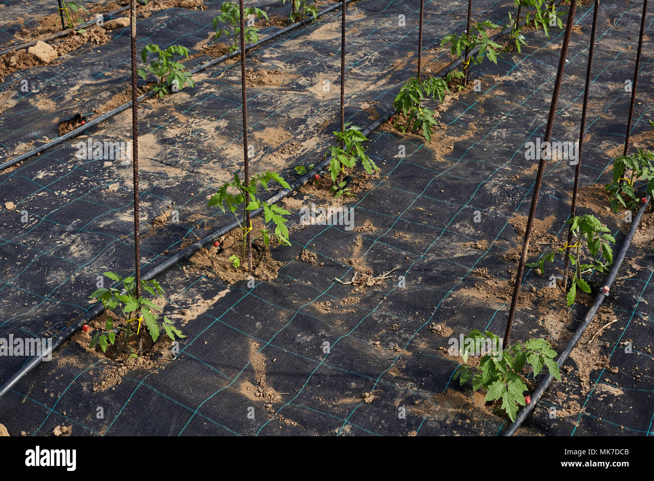 Vegetable garden with plastic sheet covered the ground Stock Photo Alamy
