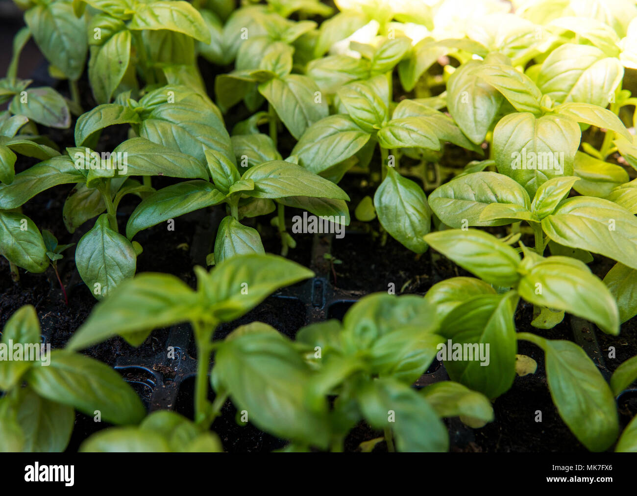 Close up on growing green organic leaves of basils. Healthy dietary food rich in microelements