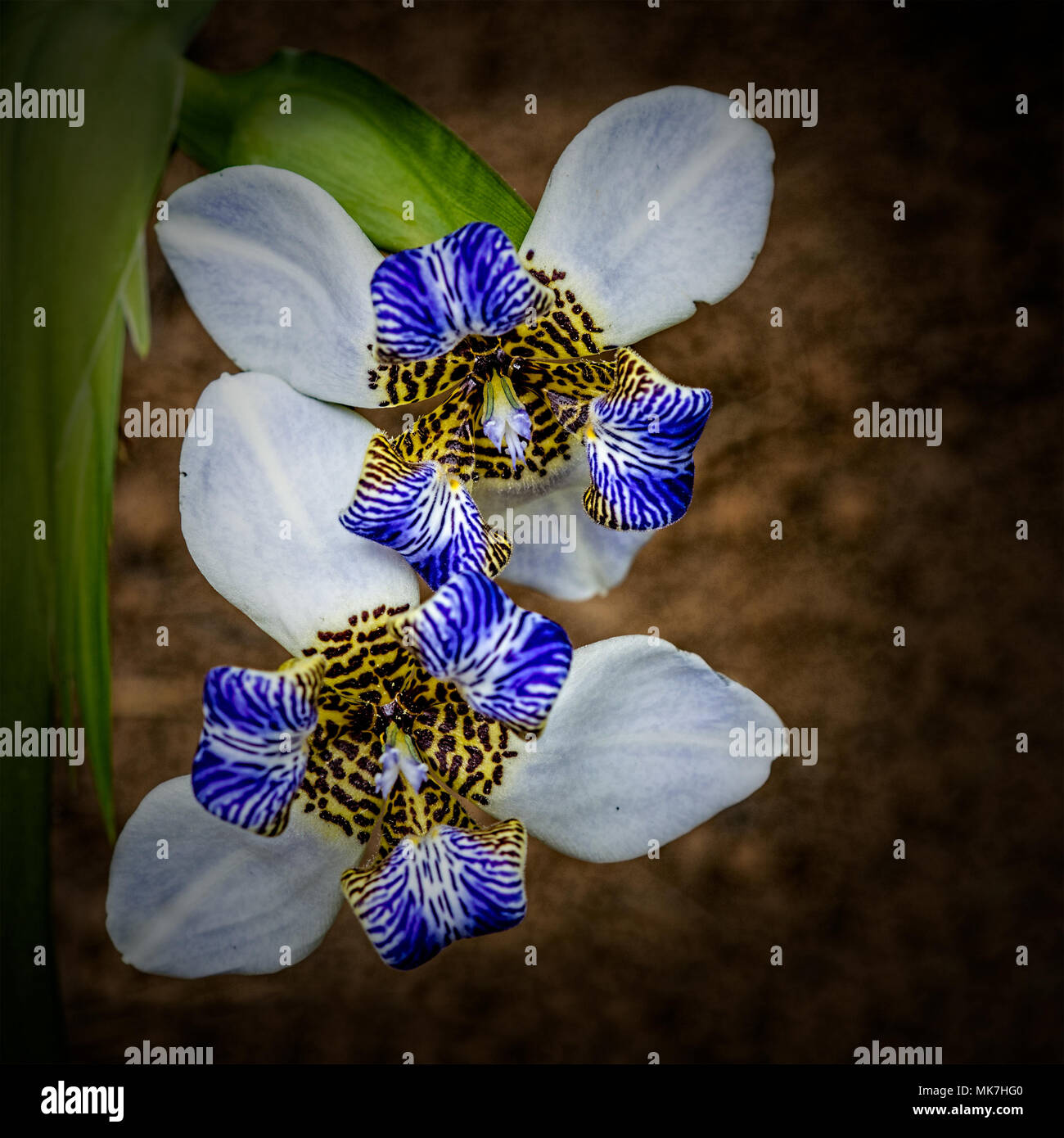 Apostles iris,Neomarica caerulea, selective focus, in nature, front view Stock Photo
