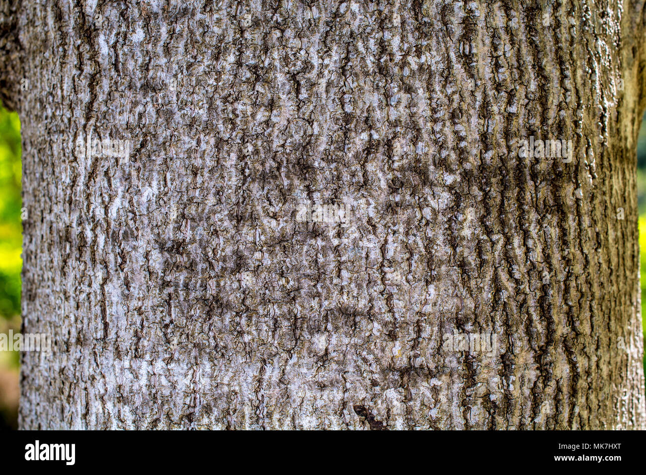 Closeup on the bark of Liriodendron chinense, Chinese tulip tree - brown texture or background Stock Photo