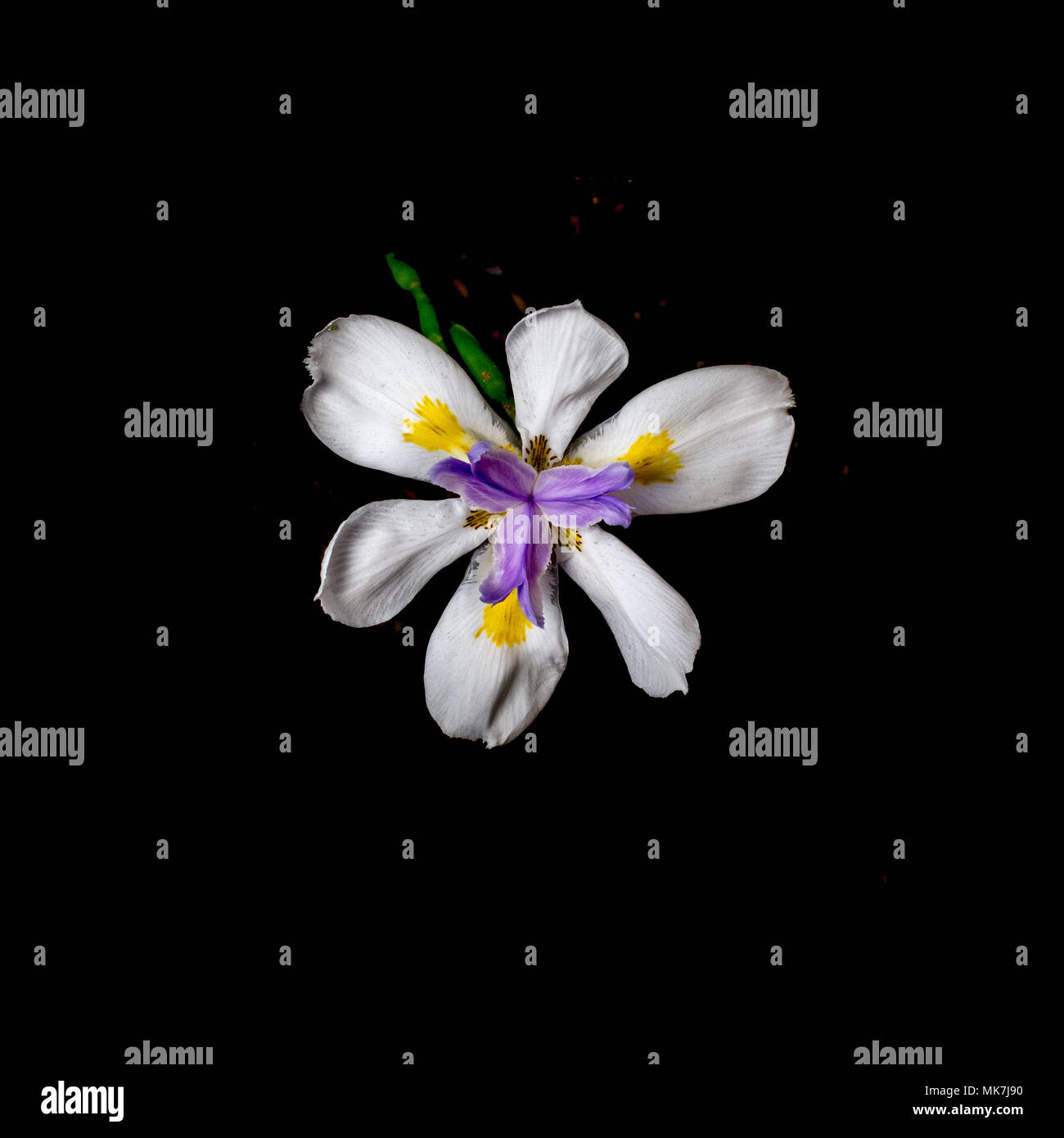African Iris, Dietes iridioides, on black background, top view. This an ornamental plant in the Iridaceae family the flowers last only one day. Stock Photo