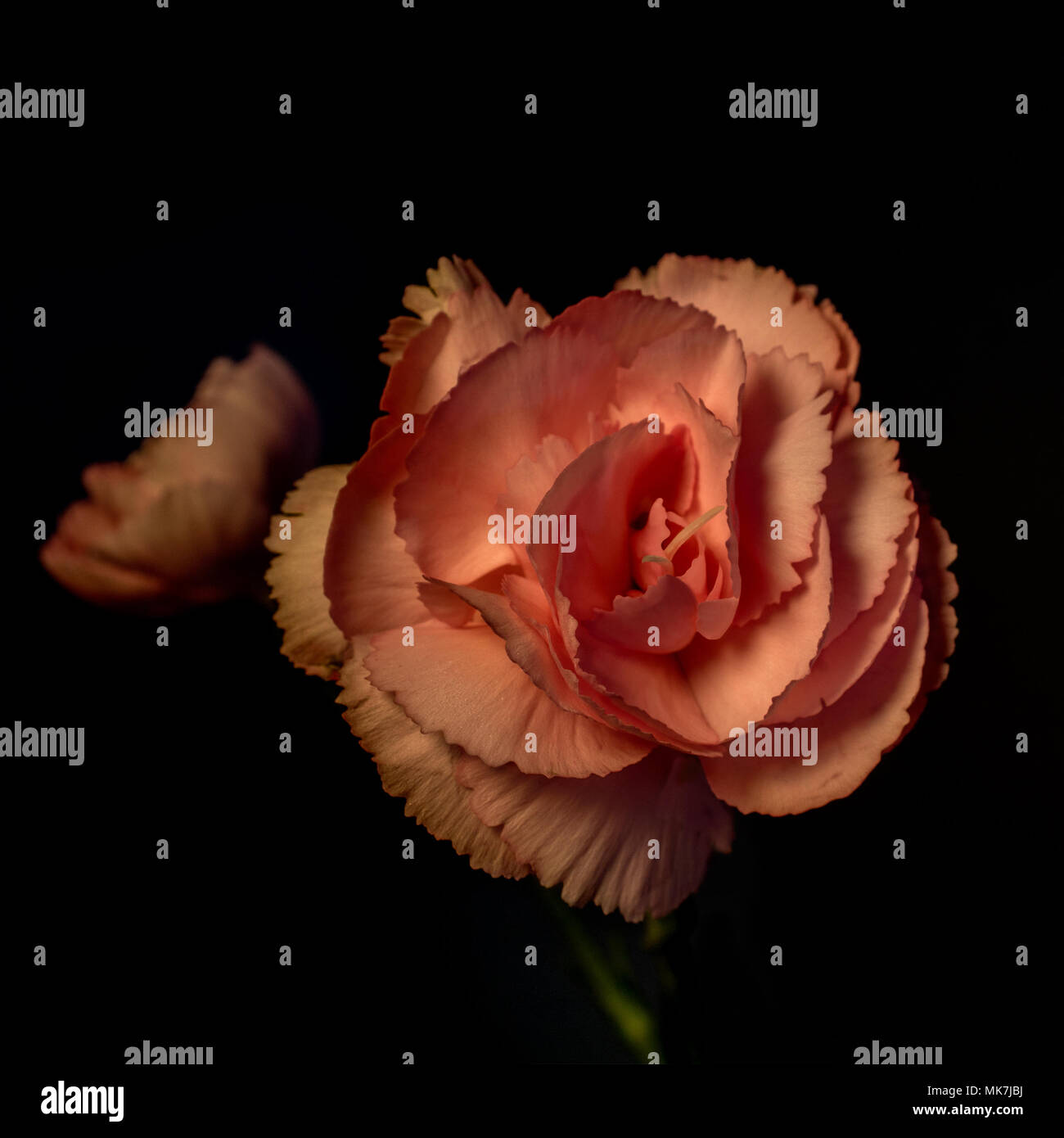 Pink Carnation against black background- backlit studio shot Stock Photo