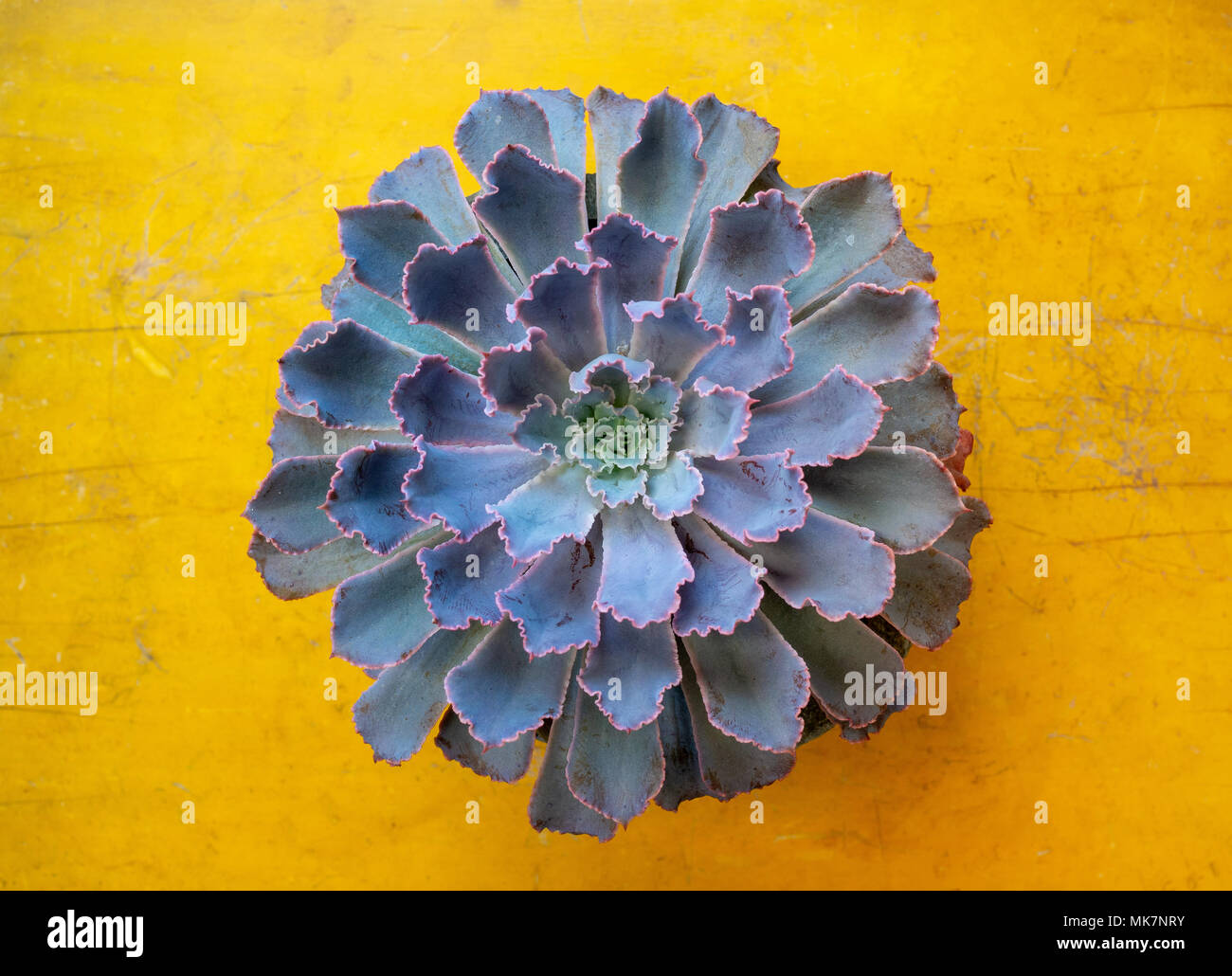 Echeveria Elegans (Mexican Snowball, Mexican Gem, White Mexican Rose)  Blooming Succulent, Beautiful Purple Cactus Plant on Yellow Vintage Wooden  Textu Stock Photo - Alamy