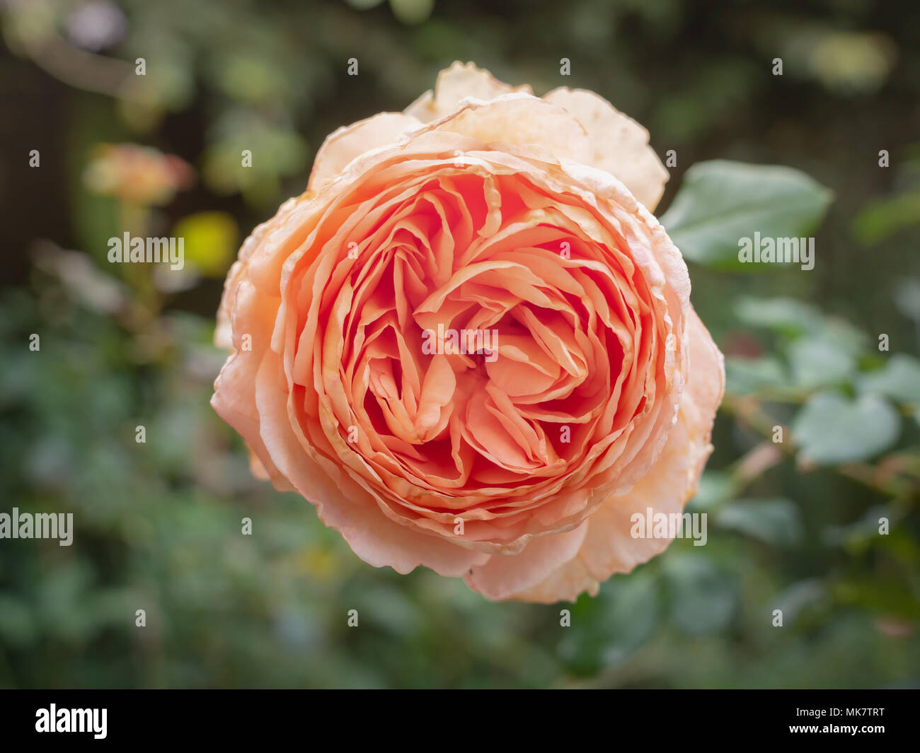 Blooming Flower Close-up, Rosa Centifolia (Rose des Peintres) in Creamy Color in The Graden Stock Photo