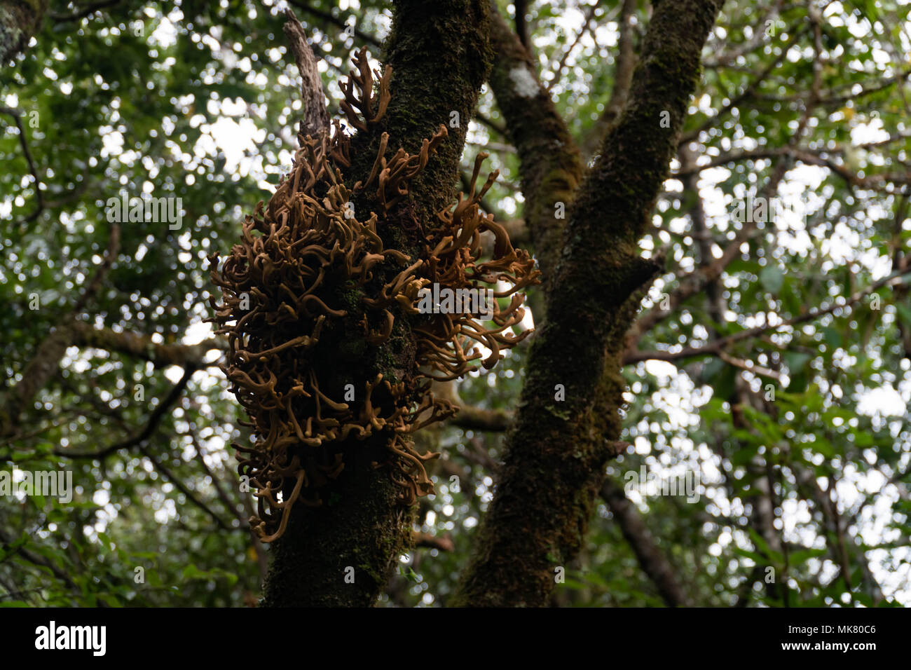 Laurobasidium lauri in Laurissilva forest, Madeira island. Stock Photo