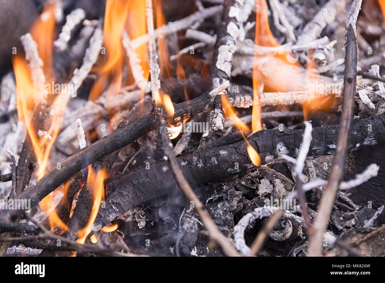 burning fire, burned trees, ash is useful for fertilizer Stock Photo
