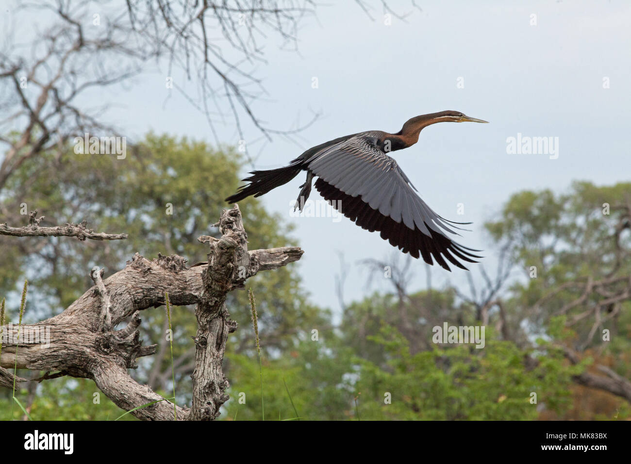 African Darter (Anhinga rufa). Taking off from the dead limb of a tree. An excellent vantage point overlooking a waterway. Okavango Delta, Botswana, Stock Photo