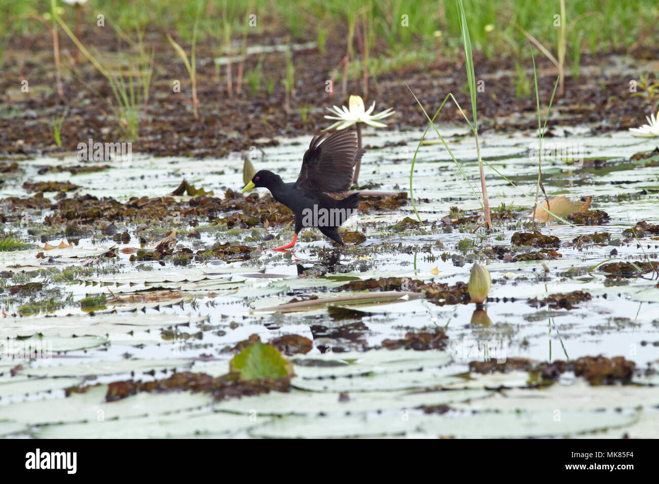 Black Crake (Limnocorax flavirostra). Long legs and toes stride across water surface using waterlily leaves (Nymphaea sp.), wings open to balance bird. Stock Photo