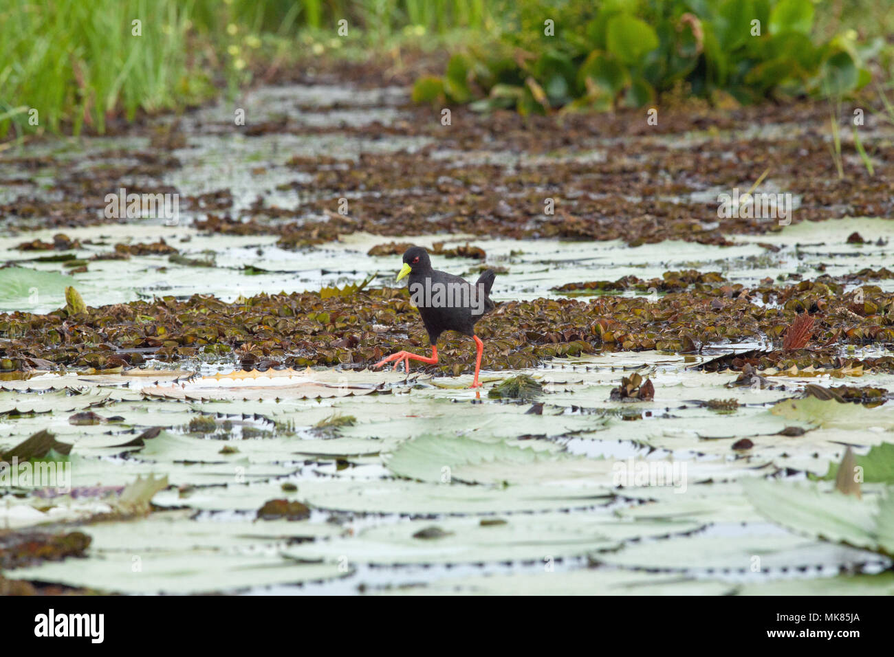 Black Crake (Zapornia flavirostra). Long legs and toes being used to stride across water surface using waterlily leaves (Nymphaea nouchali),  as stepp Stock Photo
