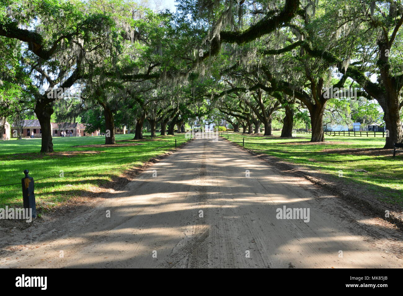 Avenue of Oaks at Boone Hall in South Carolina Stock Photo - Alamy