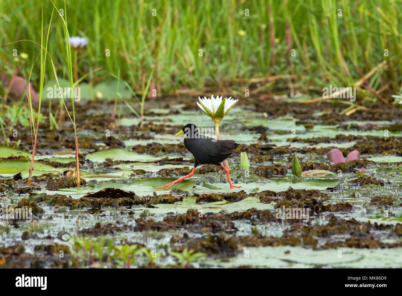 Avian locomotion hi-res stock photography and images - Alamy
