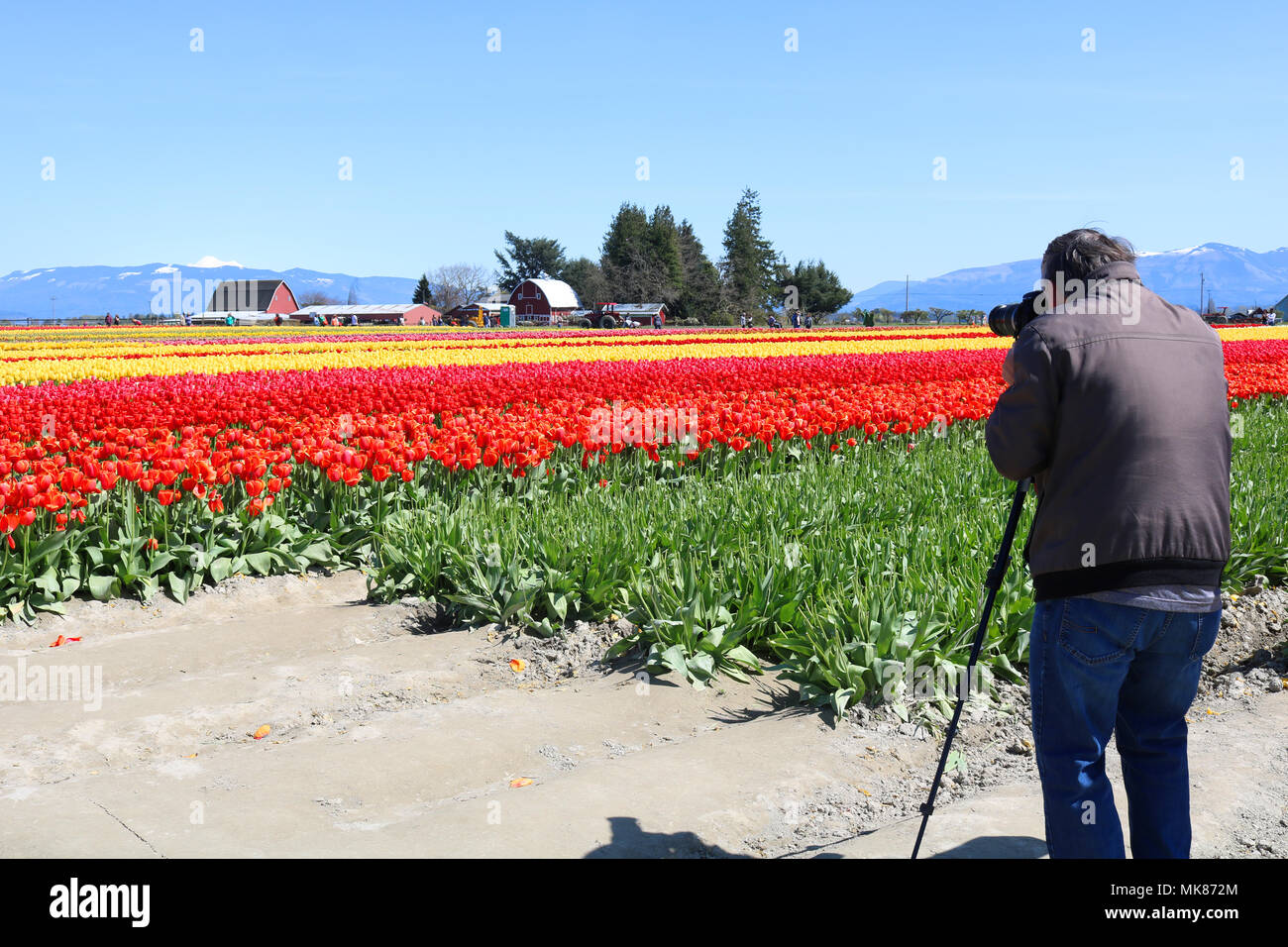 An older man taking photos of the tulip fields and barns using a tripod during the Skagit Valley Tulip Festival in Mount Vernon, WA, USA. Stock Photo