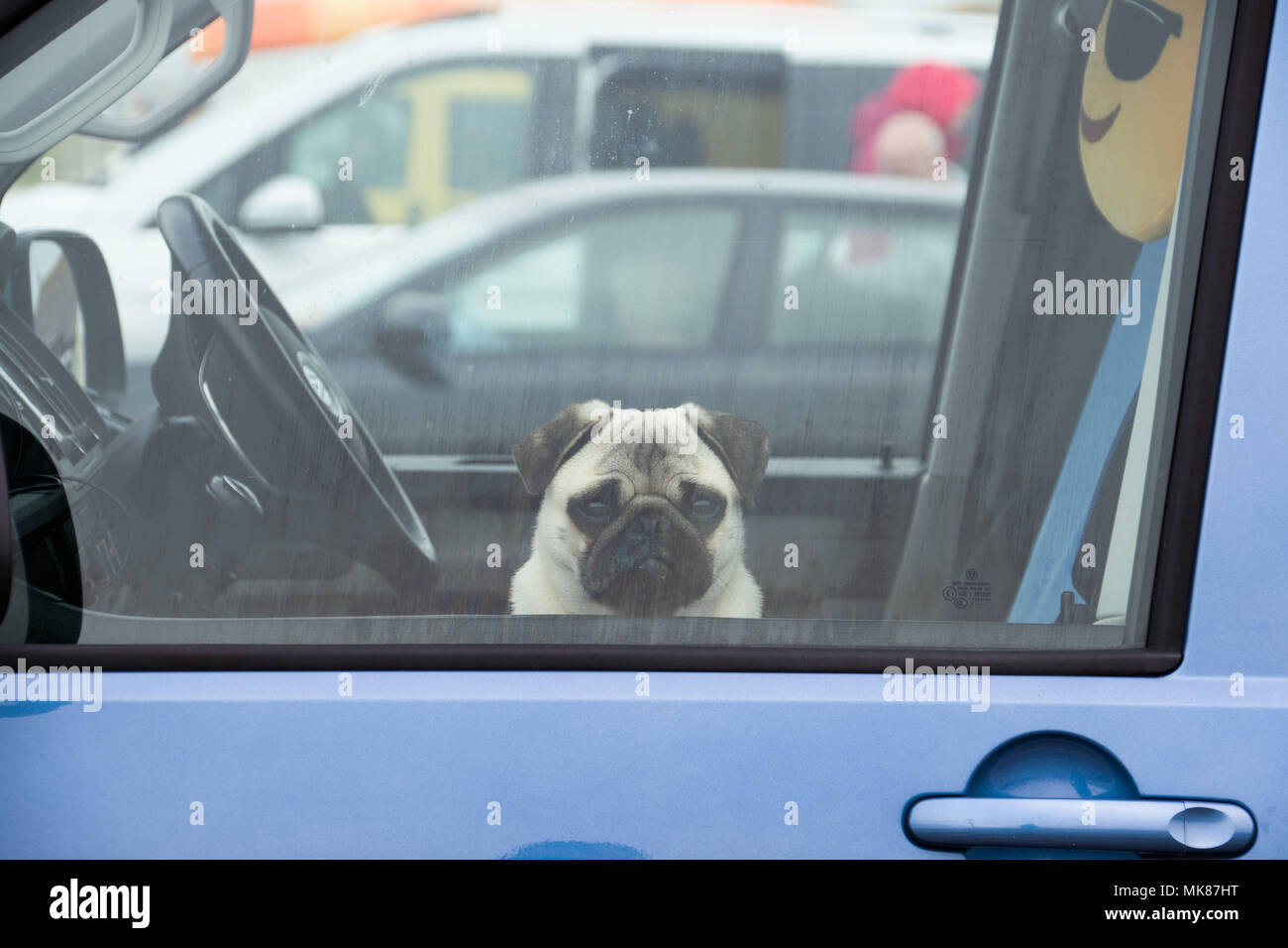 Pug dog looking out of van window looking glum, with a smiley face cushion behind him. Stock Photo