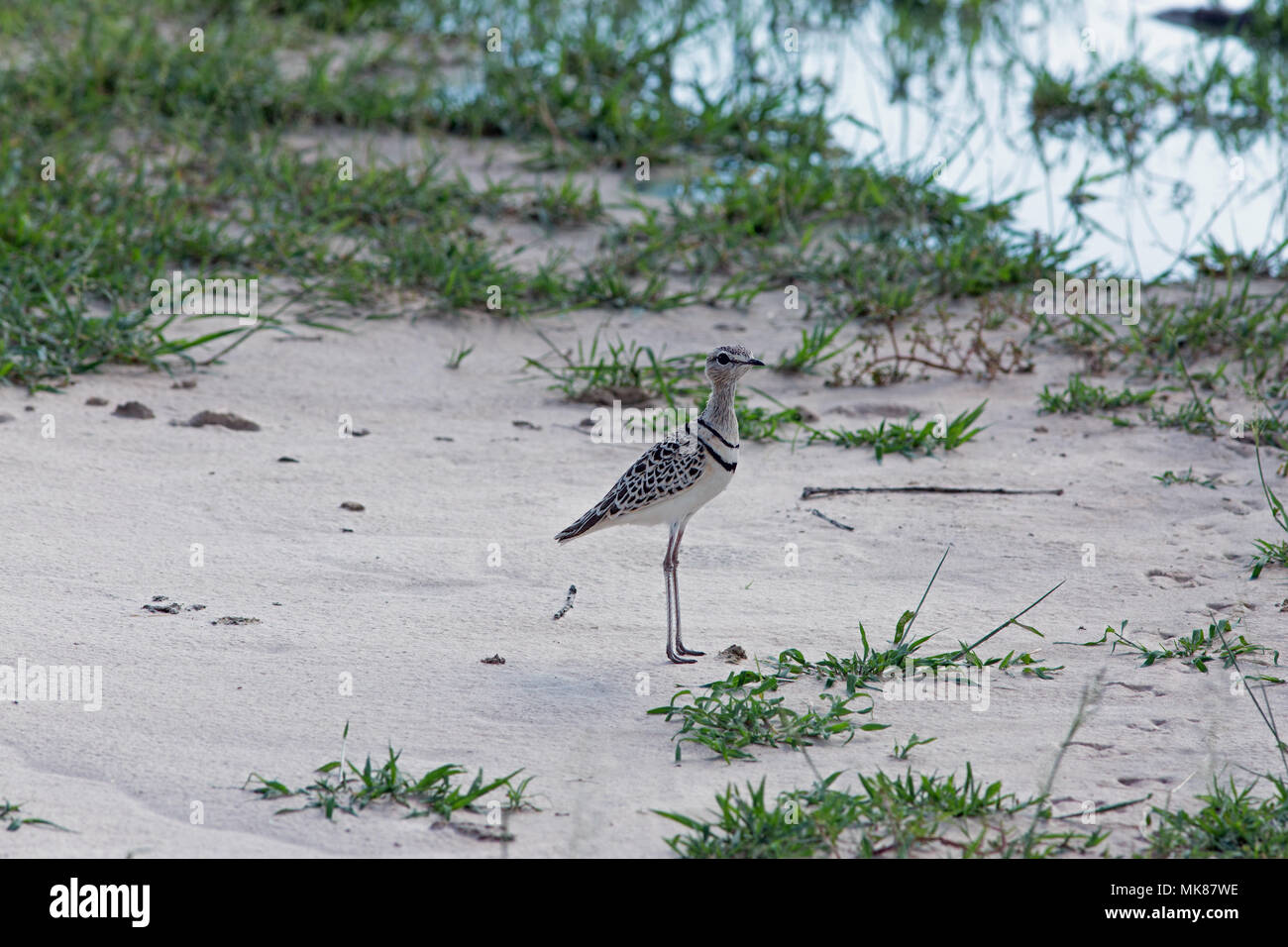 Double-banded Courser (Hemerodromus africanus). alongside a temporary pool, wet season. Semi-desert. January. Oavango Delta, Botswana, Africa. Stock Photo