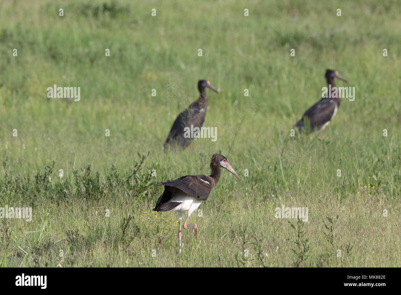 Abdim’s Stork (Ciconia abdimii). Three members of a flock, searching, foraging for invertebrate life amongst wet season savanna grassland. Botswana Stock Photo