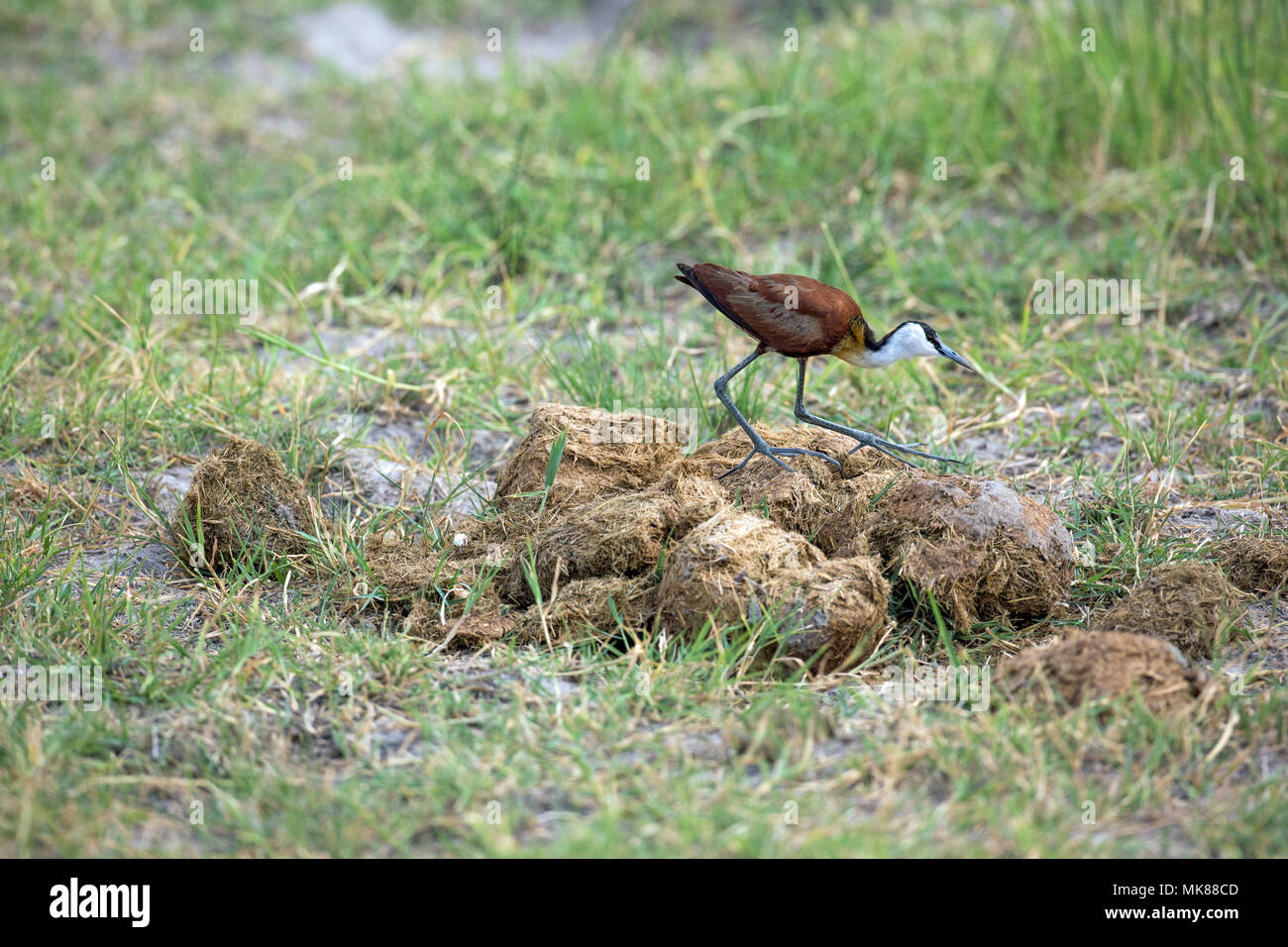African Jacana (Actophilornis africanus), walking over decomposing Elephant dung, searching for invertebrate food items. Stock Photo