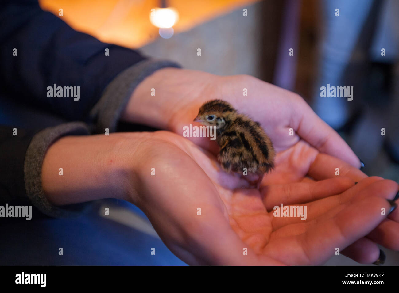 Human hands care Baby quail on a poultry farm Stock Photo
