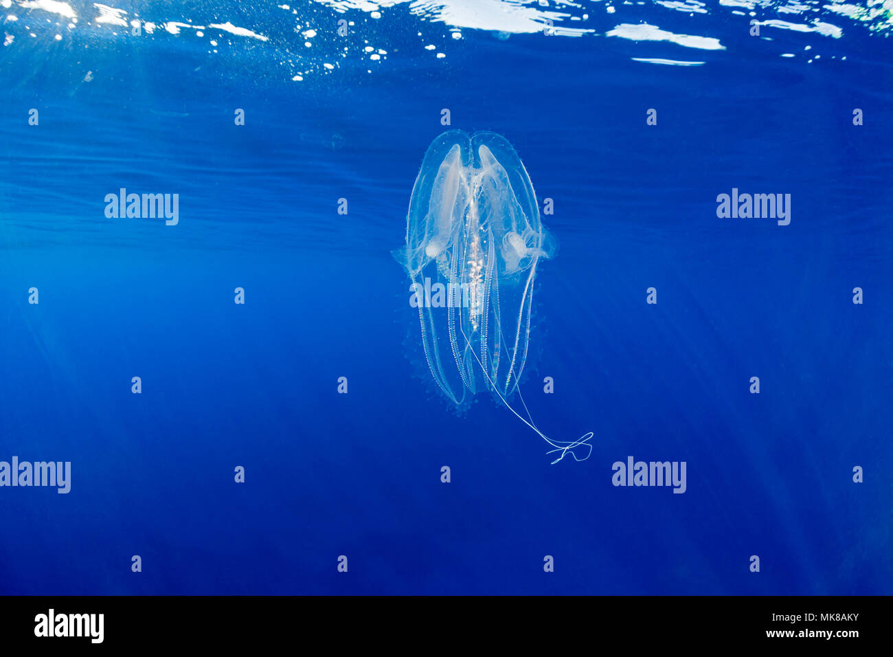 This lobate ctenophore, Leucothea multicornis, is also known as a winged comb jelly. A gelatinous organism with cilia, fine hair-like structures in ro Stock Photo