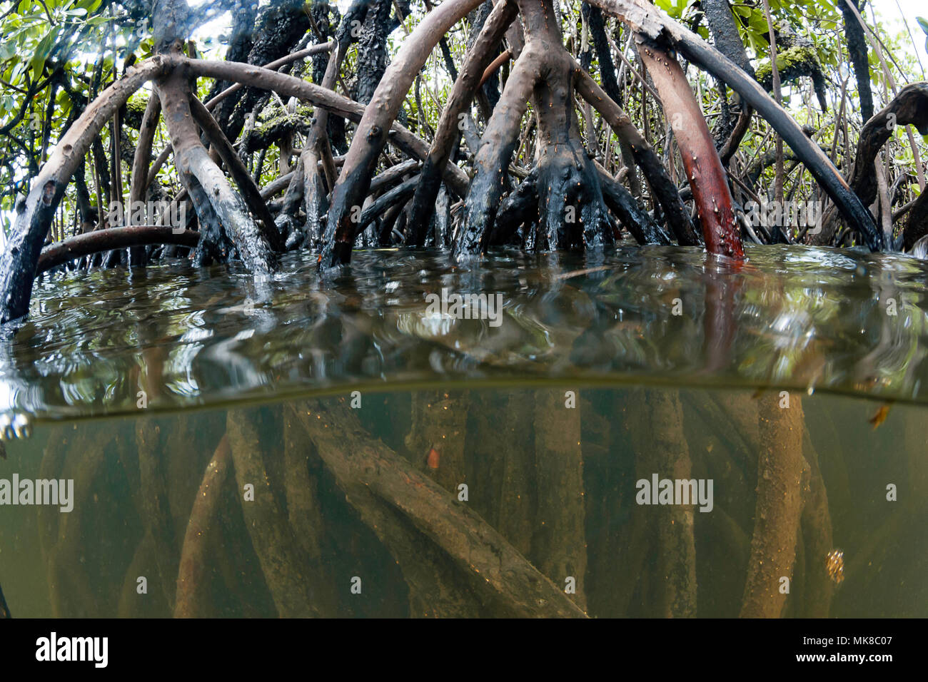 A split view of mangrove trees off the island of Yap, Micronesia. Stock Photo