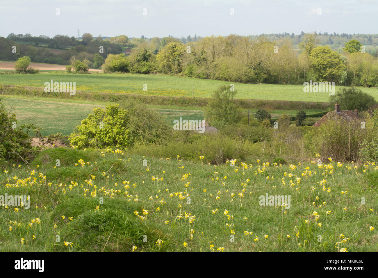 View of Noar Hill, a chalk downland site near Selborne, Hampshire, UK, with lots of flowering cowslips (Primula veris) Stock Photo