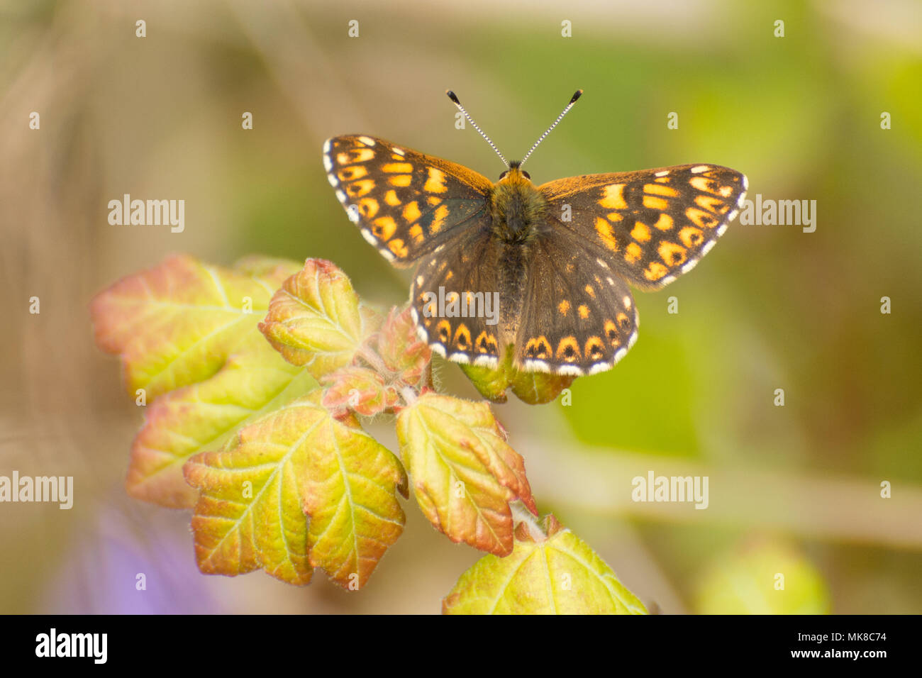 Duke of burgundy butterfly (Hamearis lucina) perched on a leaf at Noar Hill, Hampshire, UK Stock Photo