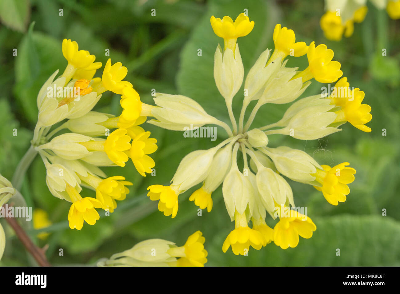 Close-up of cowslips (Primula veris) Stock Photo