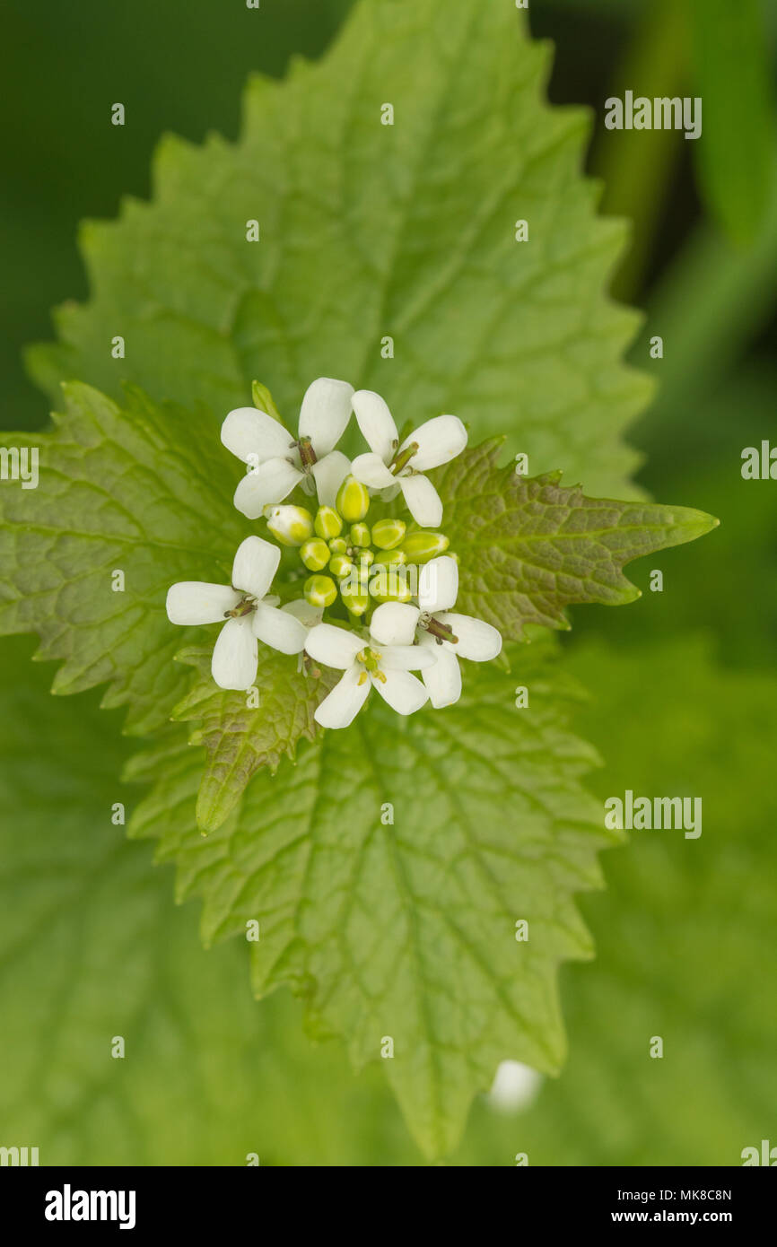 Close-up of garlic mustard flower (Alliaria petiolate) Stock Photo