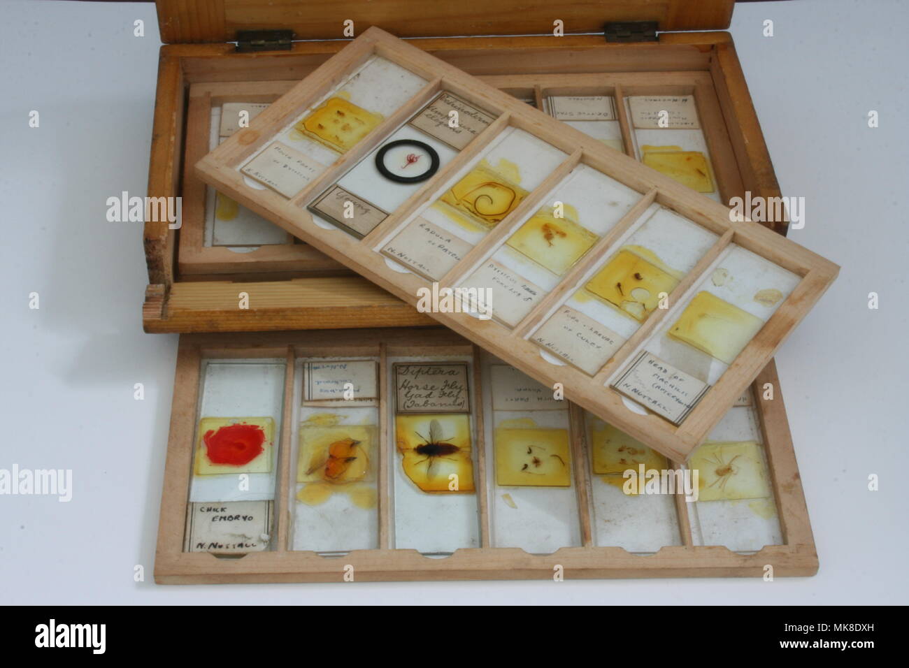 Microscope Slides in wooden tray and Box Stock Photo Alamy