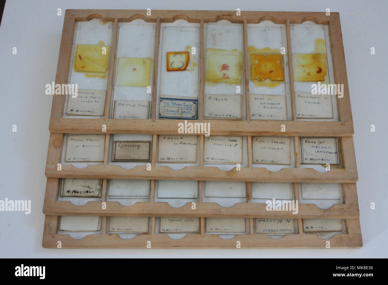 Microscope Slides in wooden tray Stock Photo