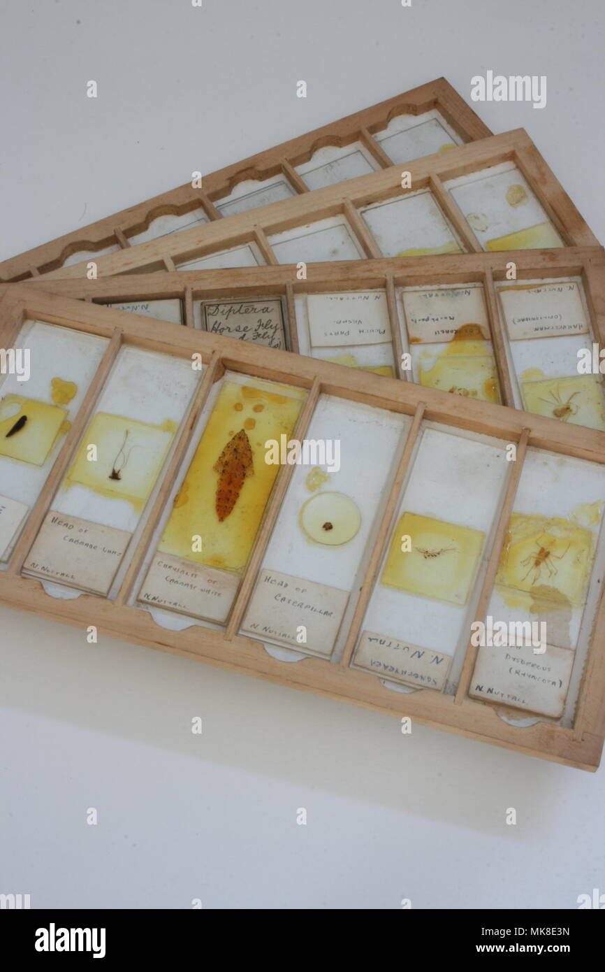 Microscope Slides in wooden tray Stock Photo