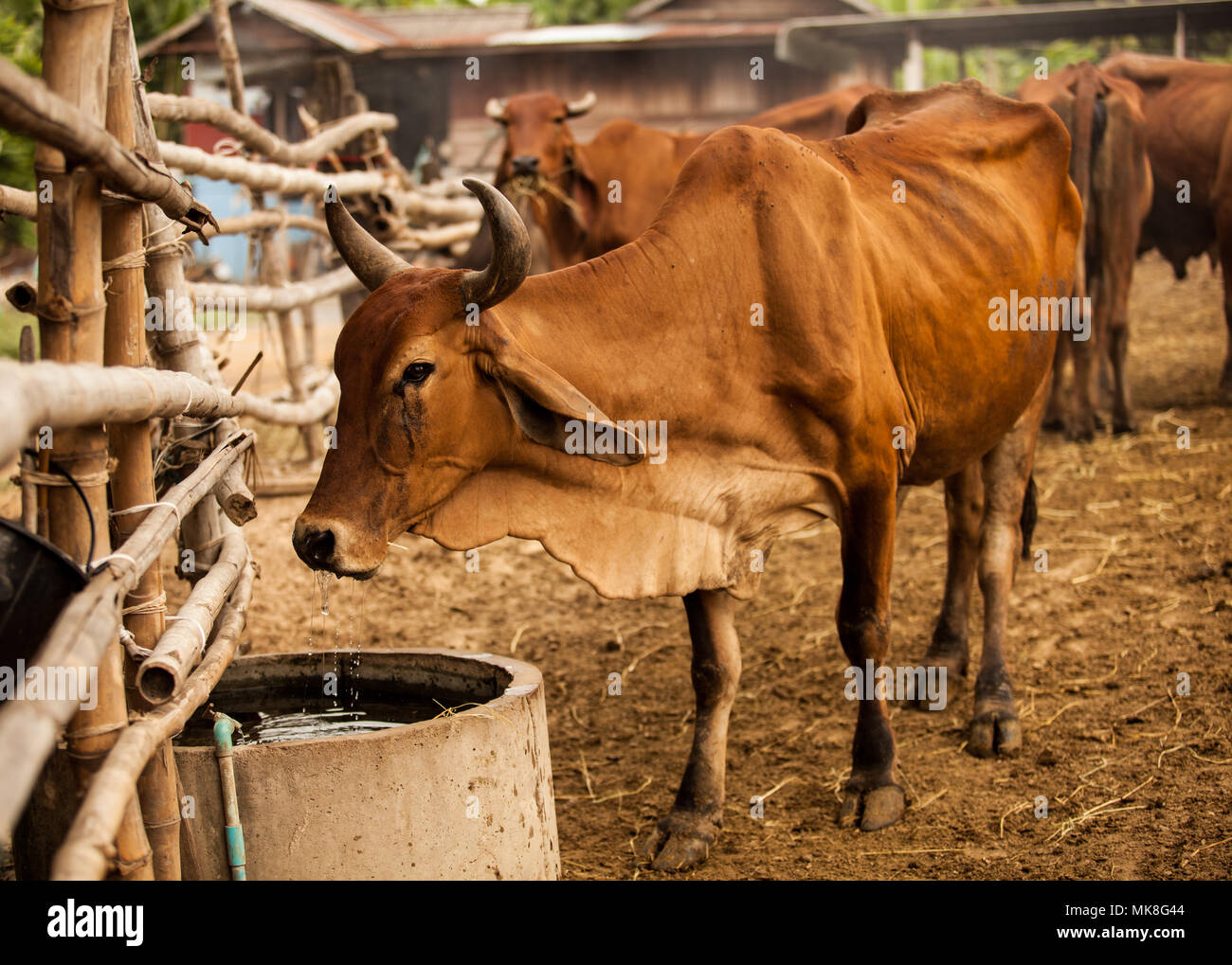 Cattle Drinking Water High Resolution Stock Photography and Images Alamy
