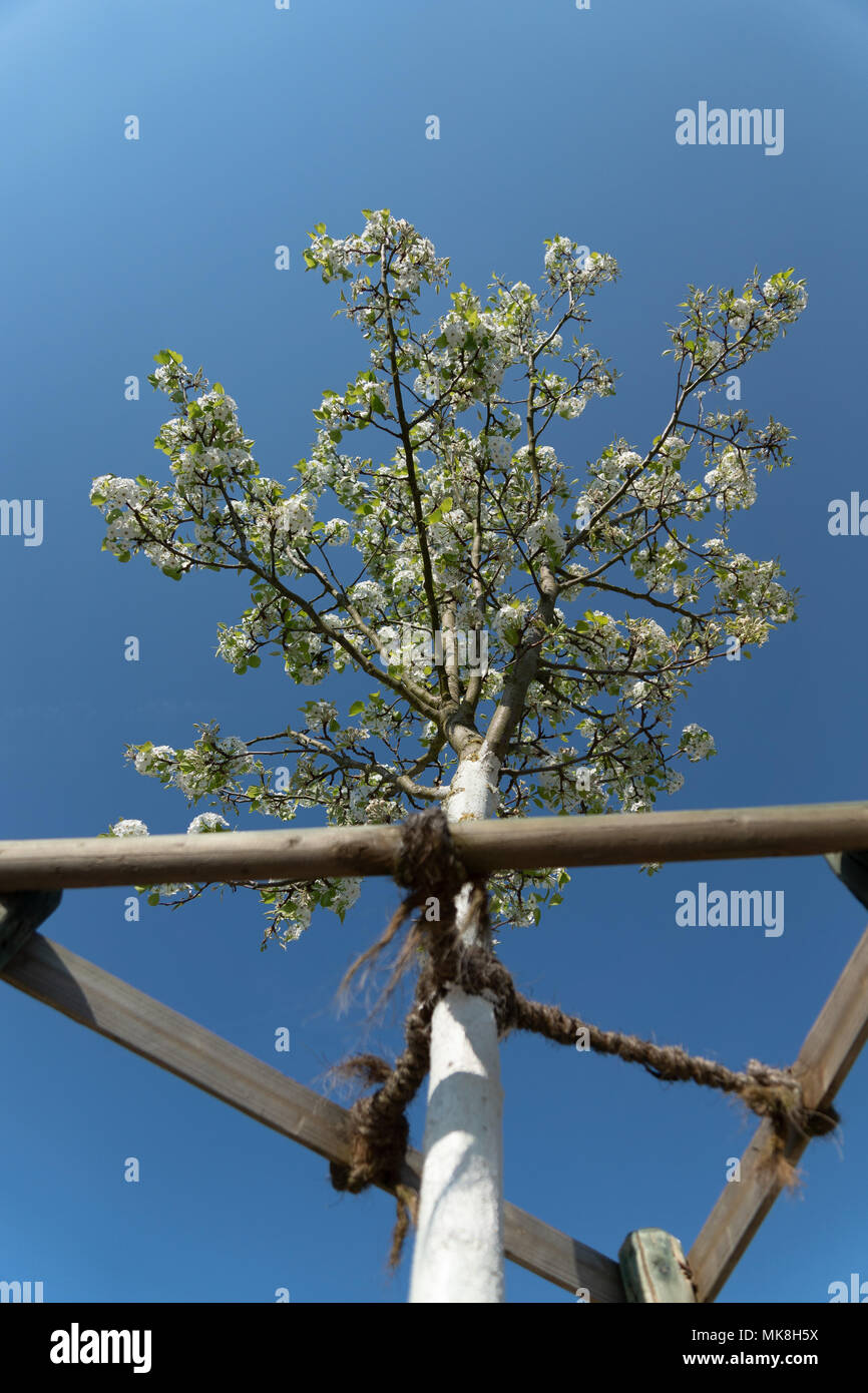 white flowering Tree painted with lime paint with blue sky Stock Photo