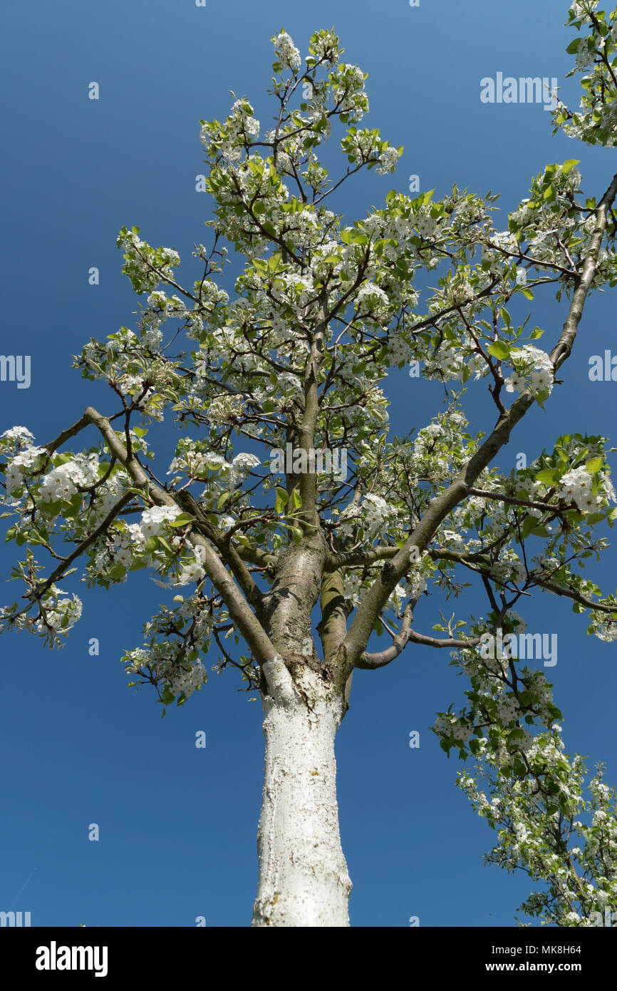white flowering Tree painted with lime paint with blue sky Stock Photo