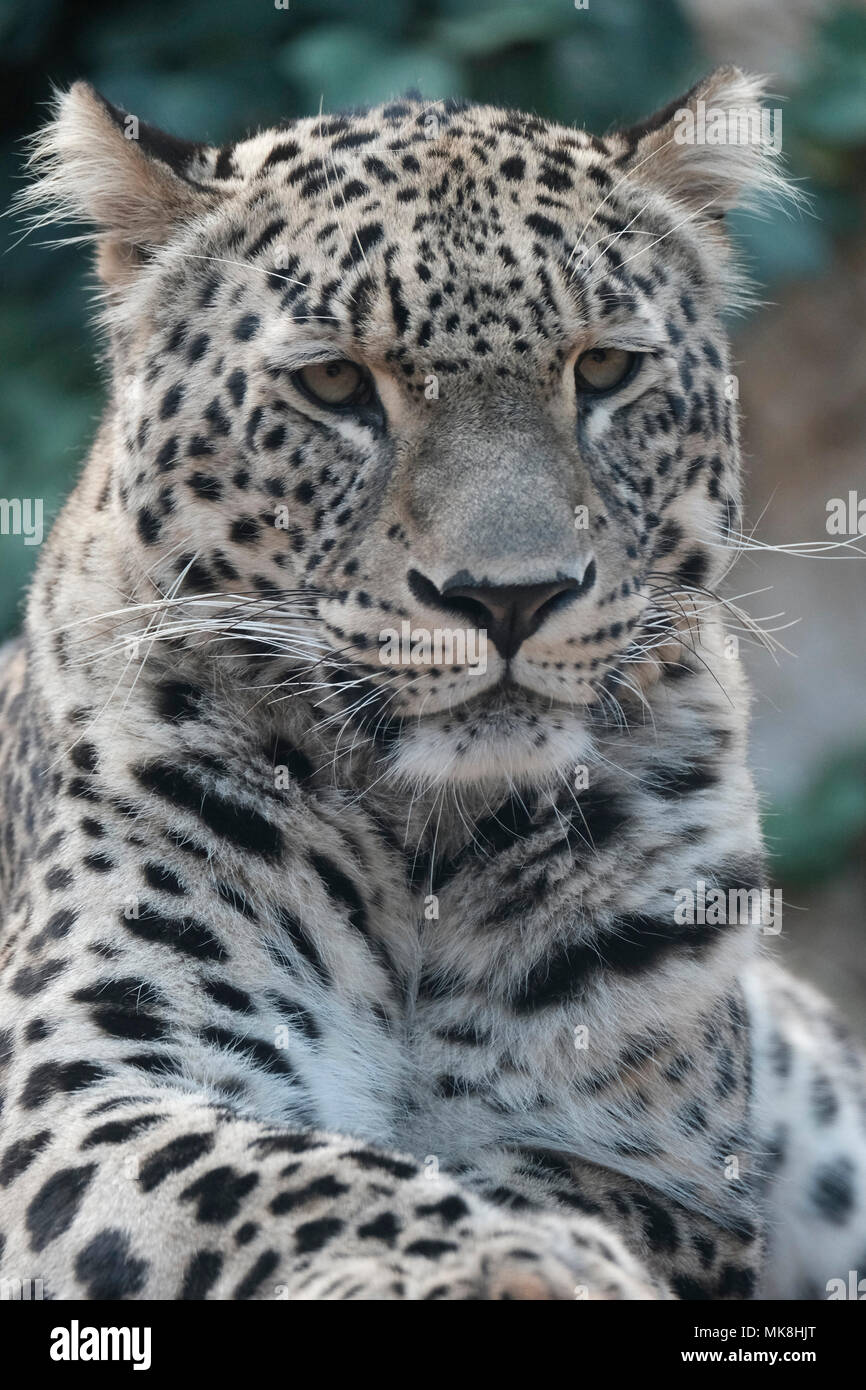 Schädel Replika Leopard (panthera pardus saxicolor