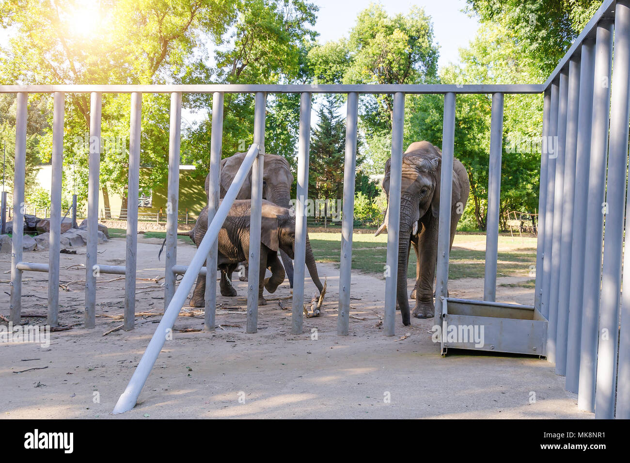Elephant at the zoo Stock Photo Alamy