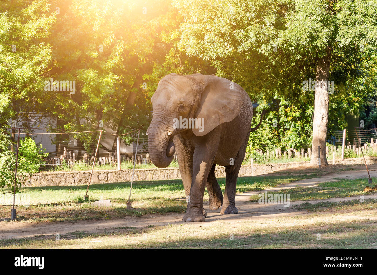 Zoo elephant hi-res stock photography and images - Alamy