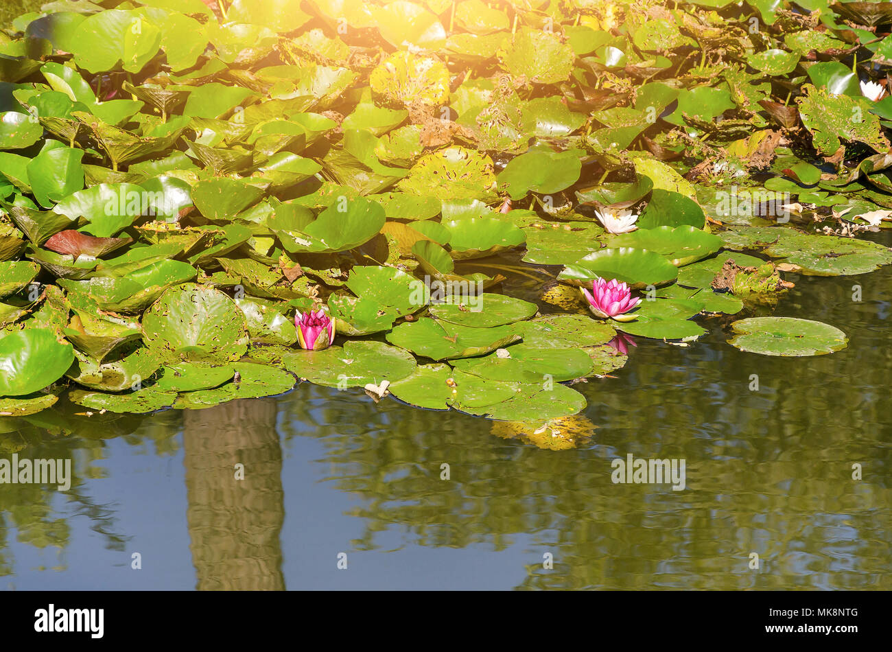 Beautiful water lilies hi-res stock photography and images - Alamy