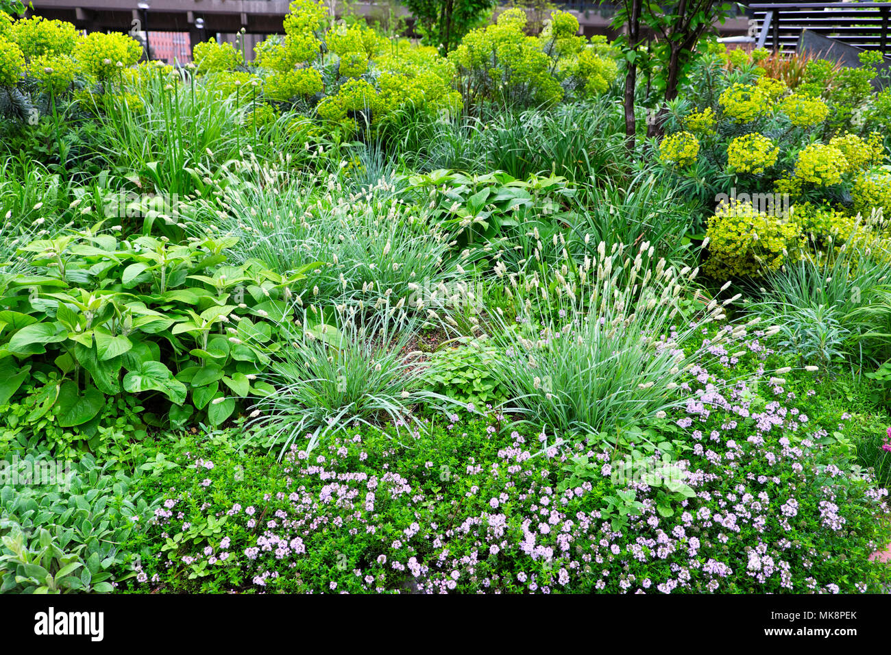 Plants Growing In Spring At Nigel Dunnet Beech Gardens At The Barbican 