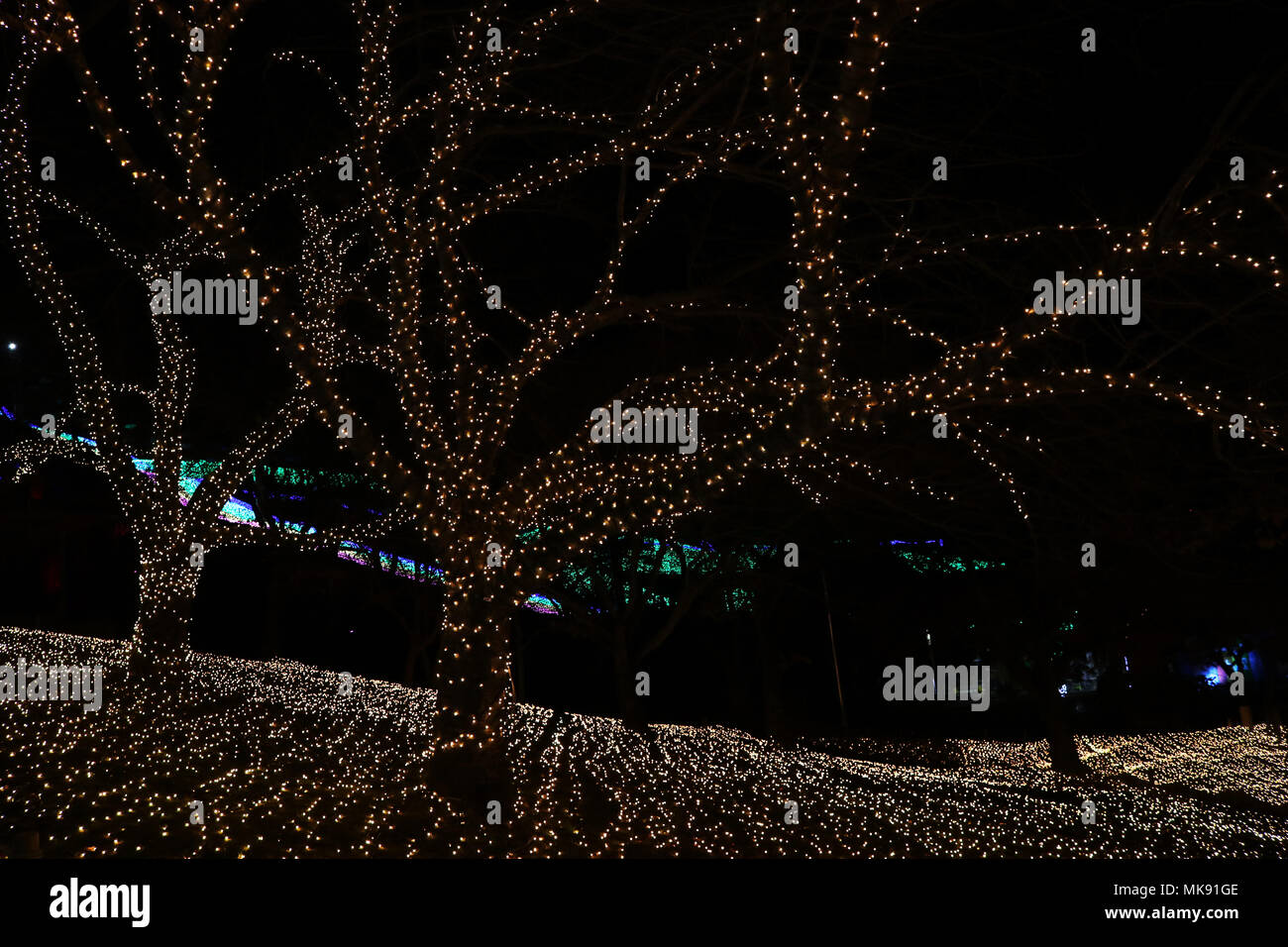 Lights sit on trees and the ground during a winter illumination event