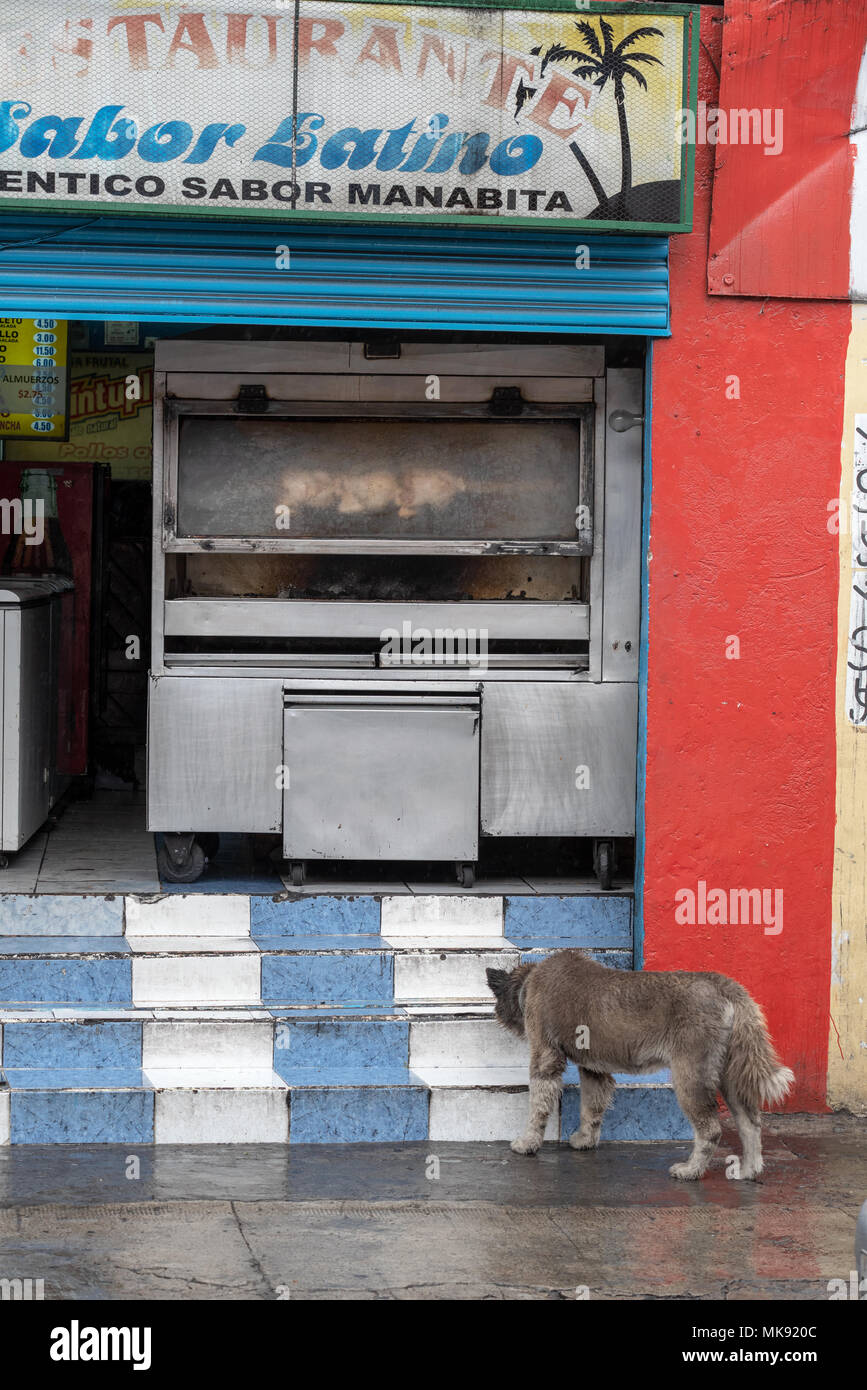 Dog smelling the steps of restaurant with rotisserie chicken, Quito, Ecuador. Stock Photo
