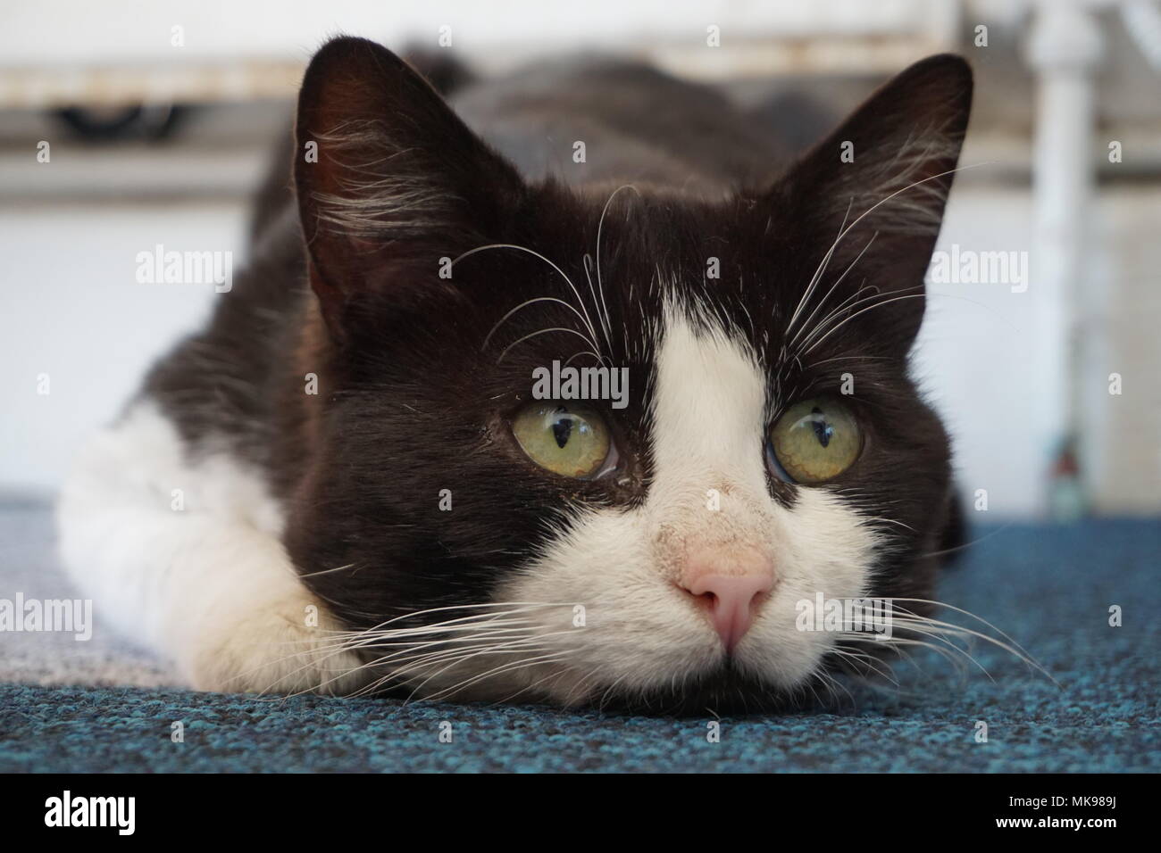 Black & White Cat laying on the floor gazing Stock Photo - Alamy