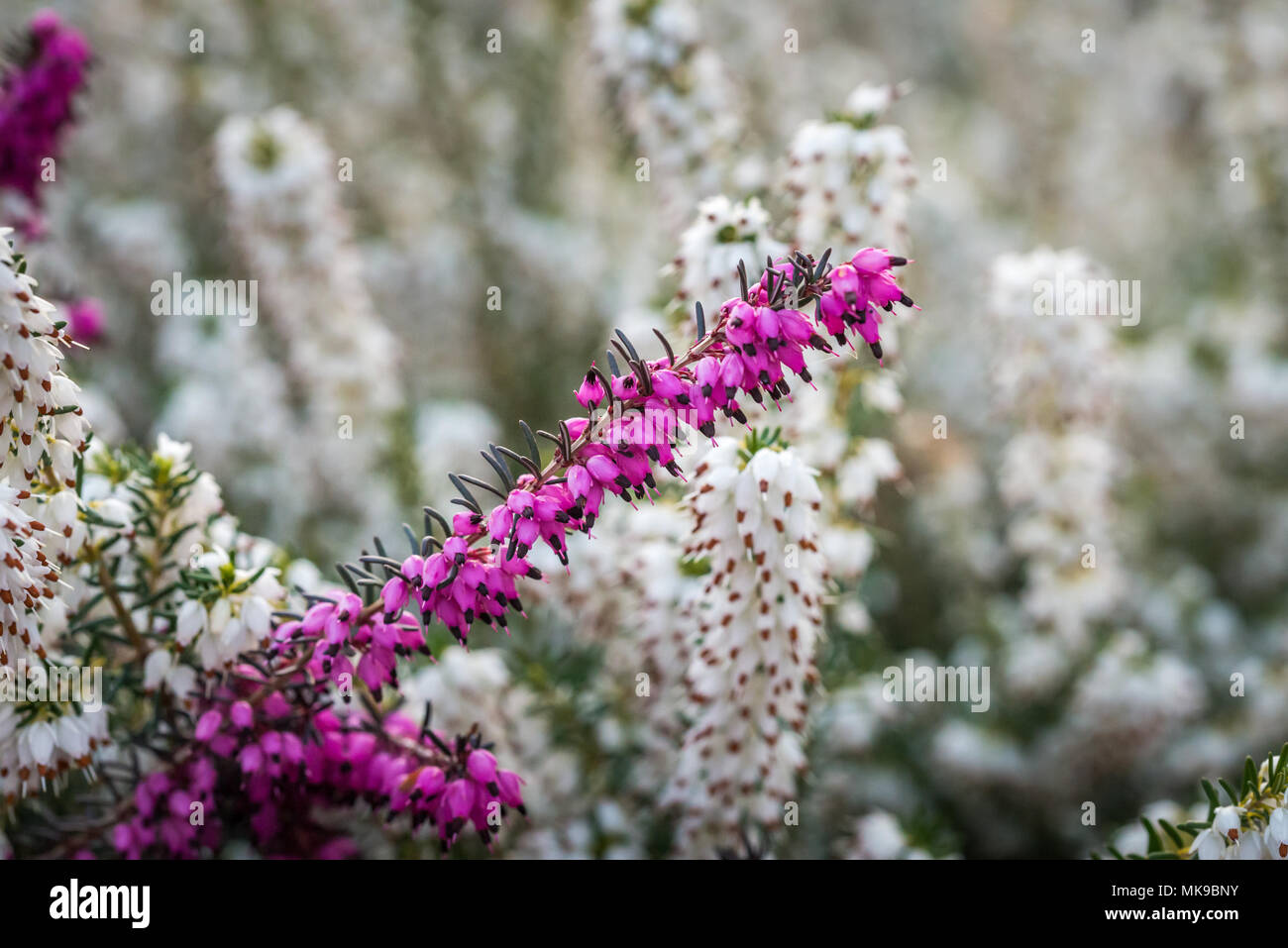 Beautiful winter heather (Erica x Darleyensis 'Kramer's Red). Closeup capture taken at the end of March. Stock Photo