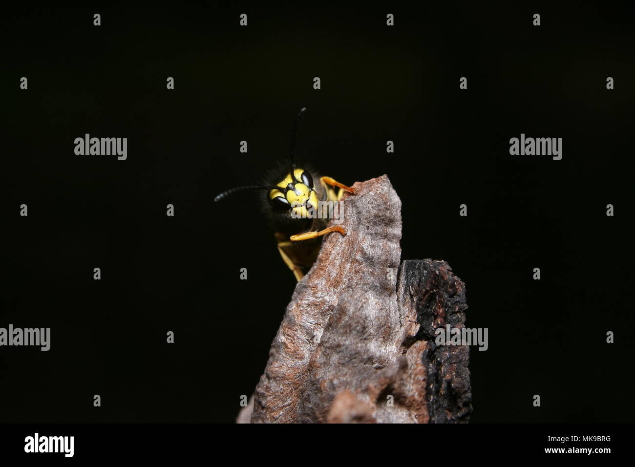 European Wasp, Vespula vulgaris, on a piece of Eucalyptus bark with a black background Stock