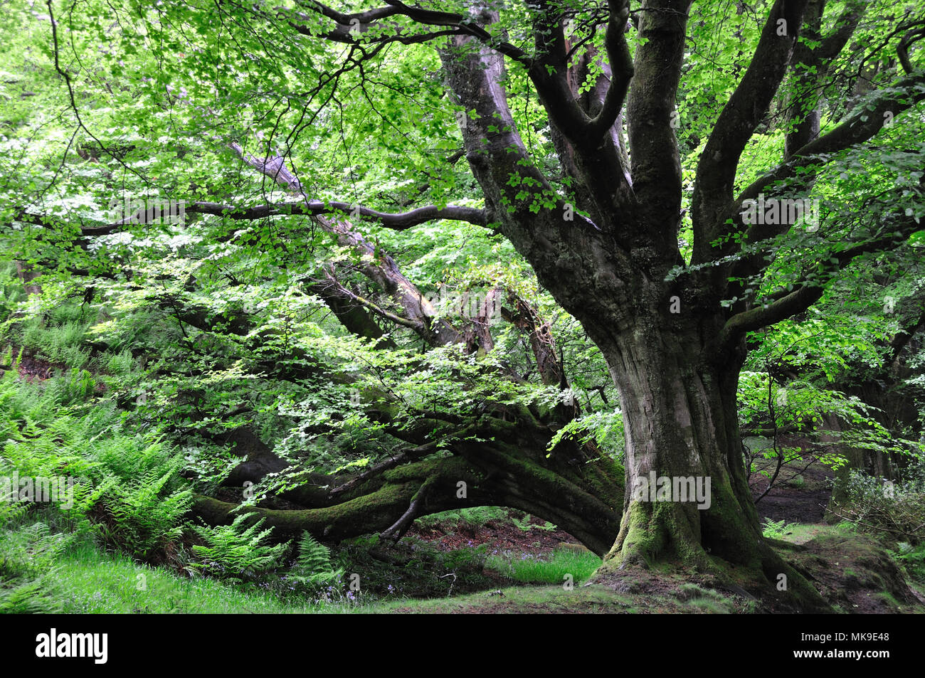 Mature beech tree in summer Stock Photo