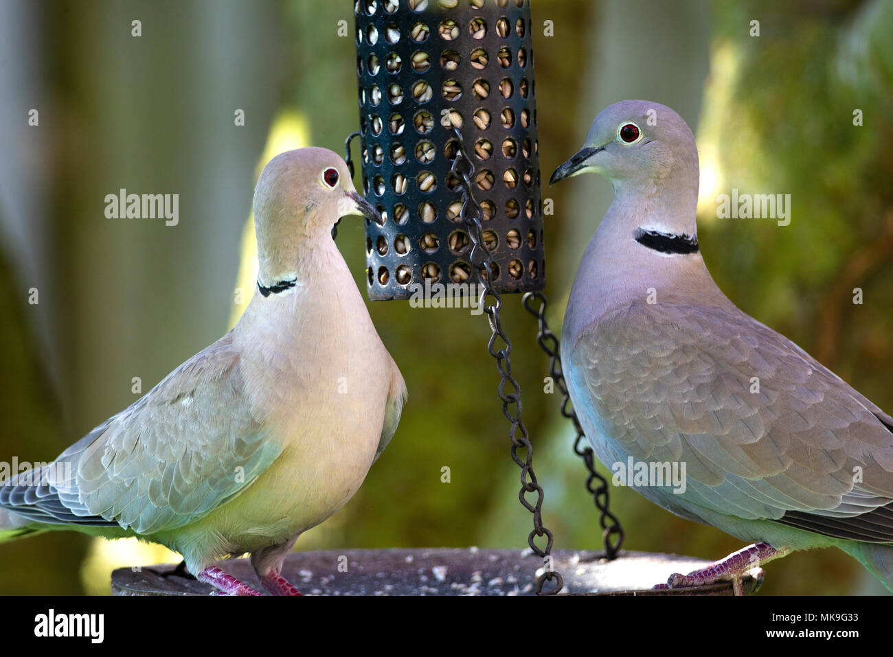 Collared doves hires stock photography and images Alamy