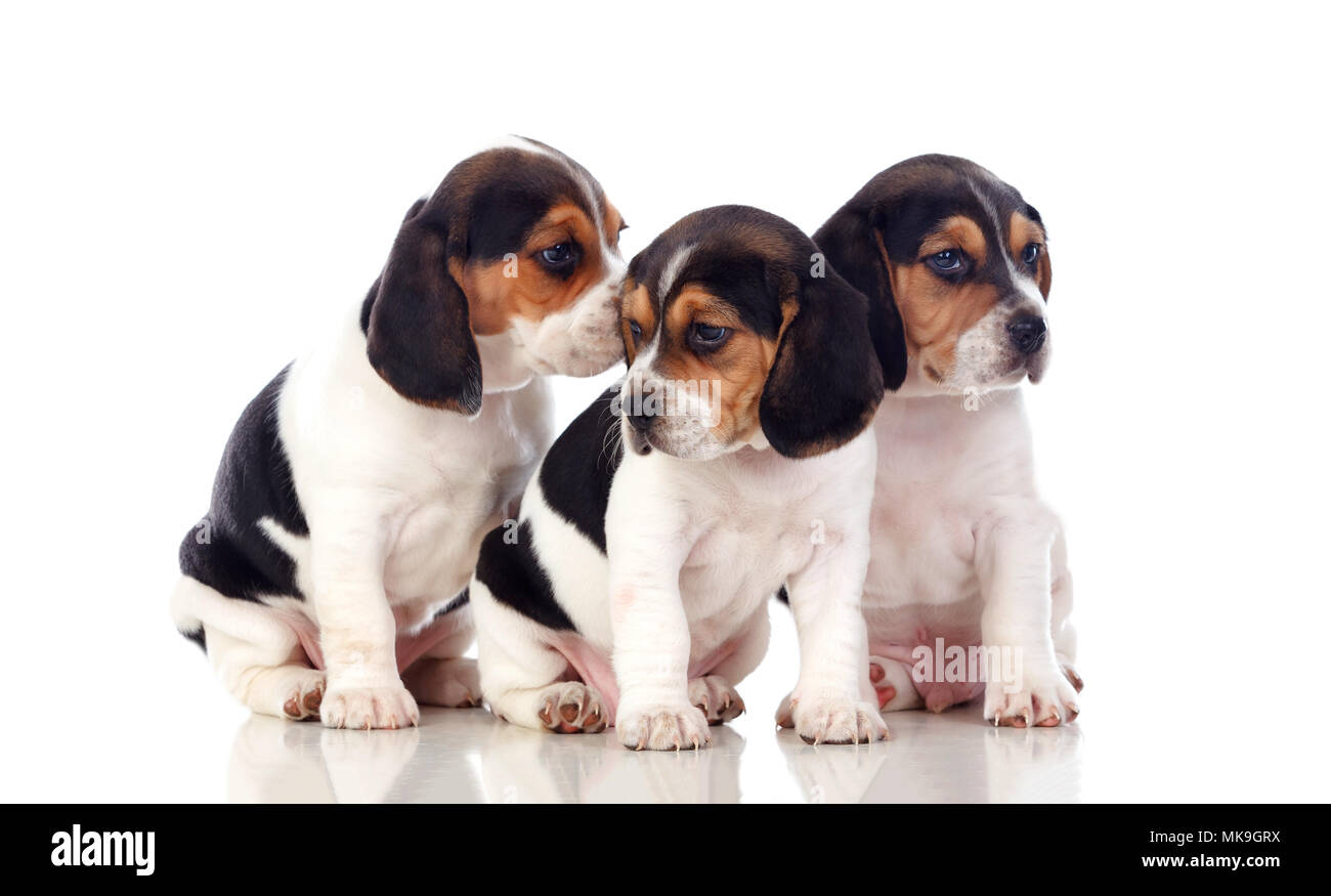 Three beautiful beagle puppies isolated on a white background Stock ...