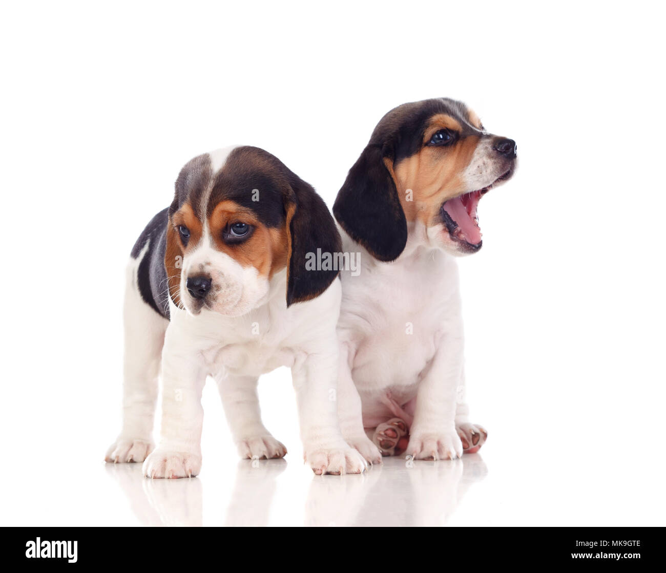Two beautiful beagle puppies isolated on a white background Stock Photo ...