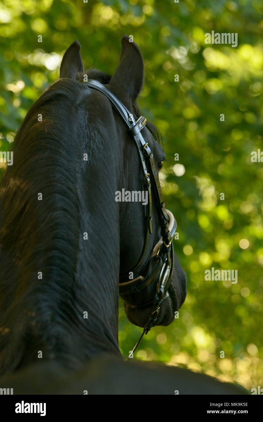 Black friesian horse stallion portrait hi-res stock photography and ...