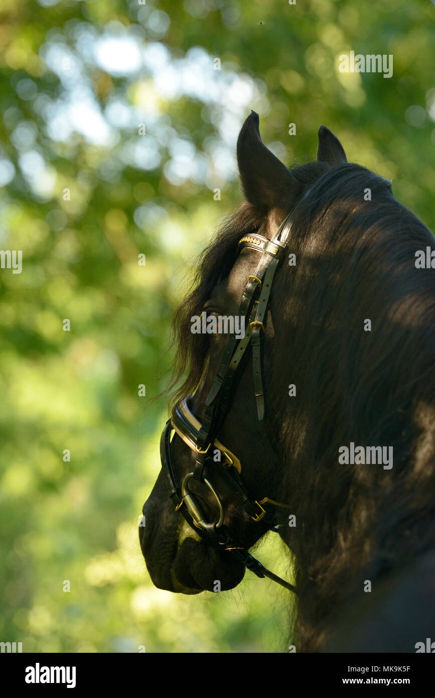Black friesian horse stallion portrait hi-res stock photography and ...