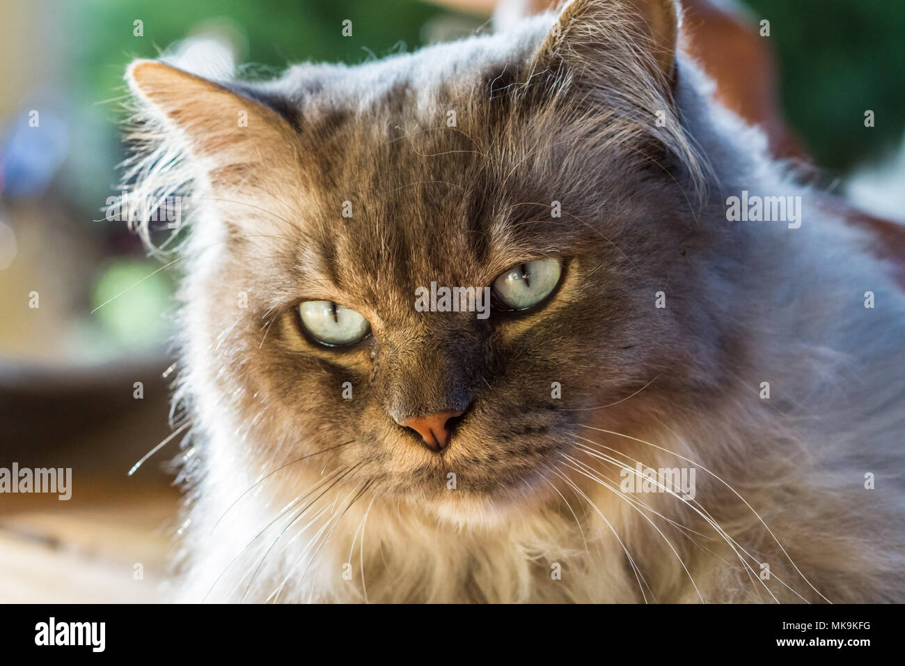 Chantilly Tiffany Cat In The Garden Stock Photo Alamy